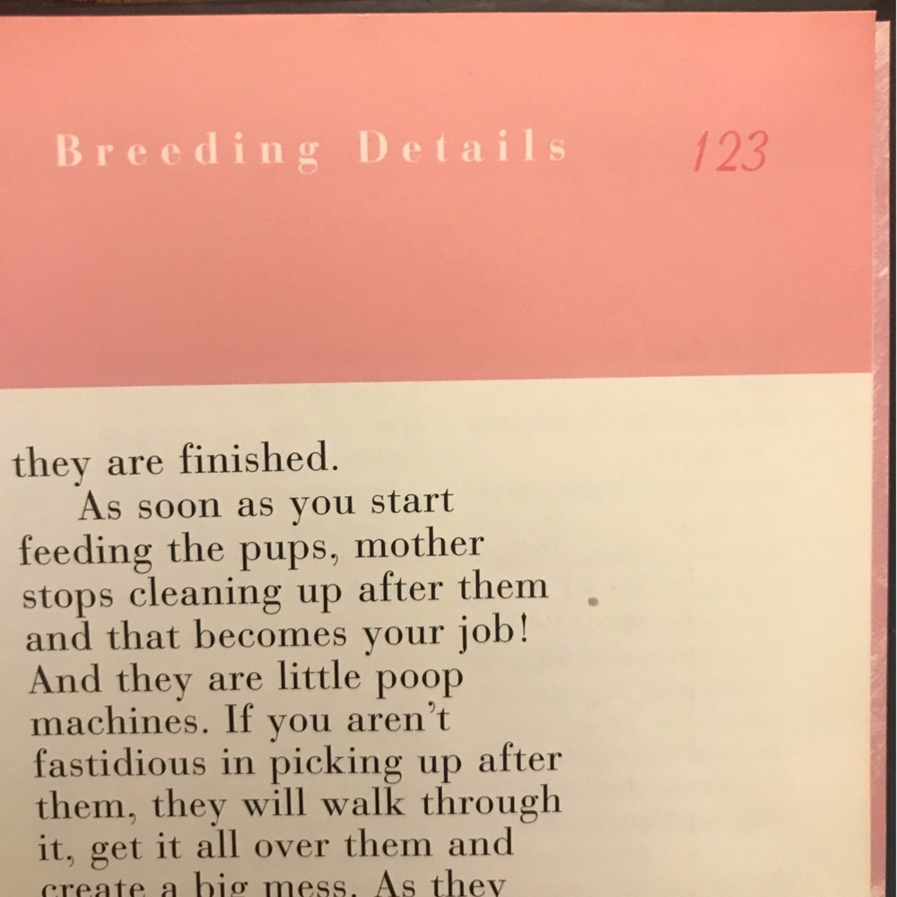 Cockapoo book - Picture 3 of 5